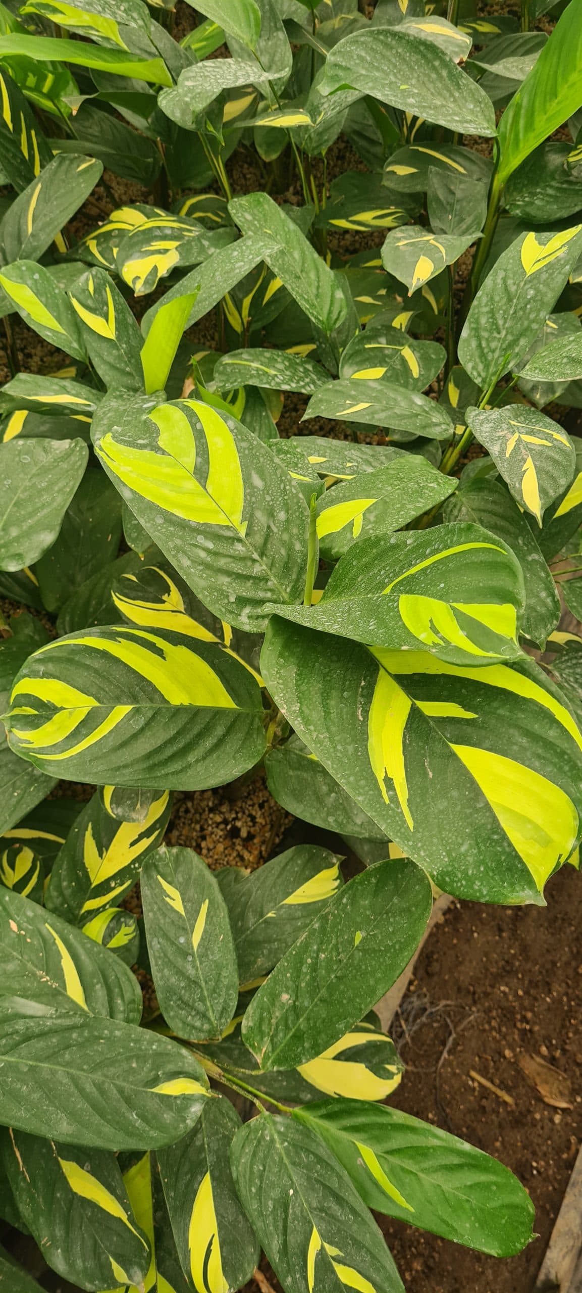 CTENANTHE LUBBERSII