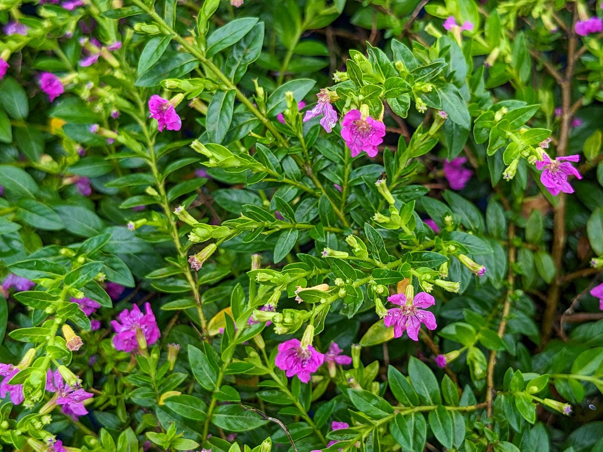 CUPHEA ALLYSON LAVENDER