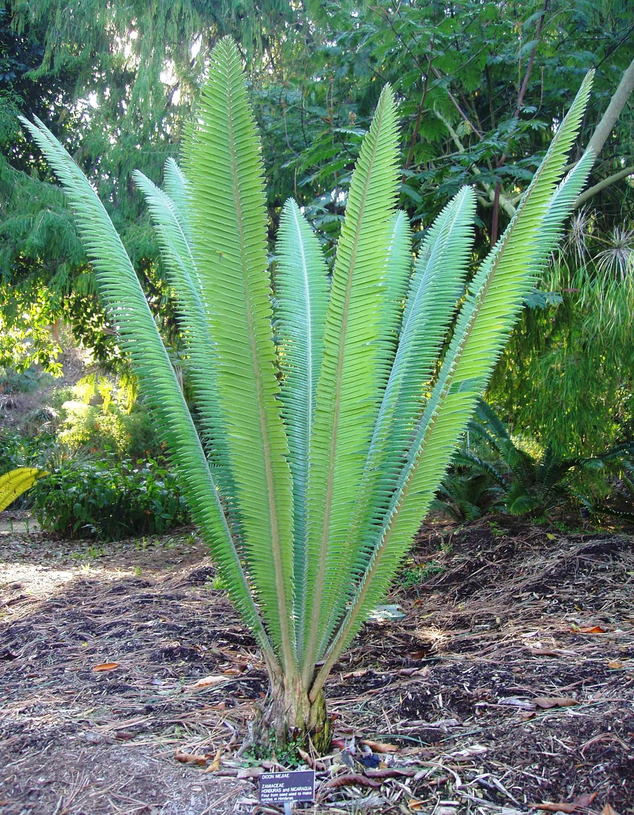CYCAD DIOON EDULE
