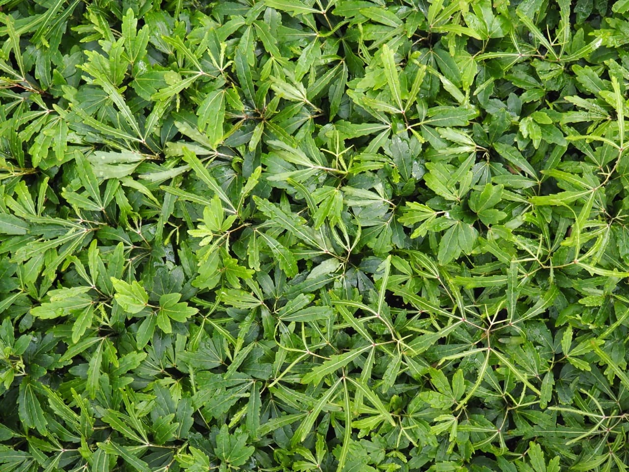 DIZYGOTHECA ELEGANTISSIMA BIANCA