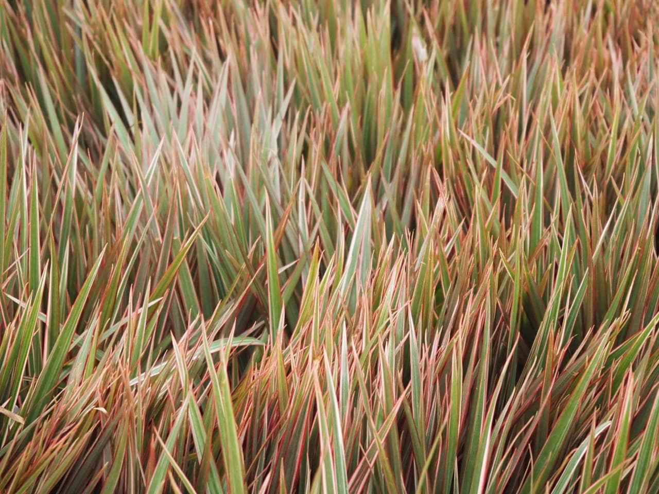 DRACAENA MARG BICOLOR