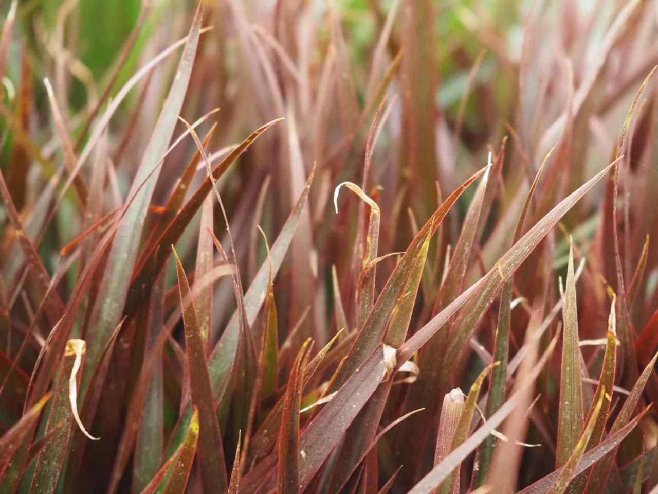 DRACAENA MARG MAGENTA