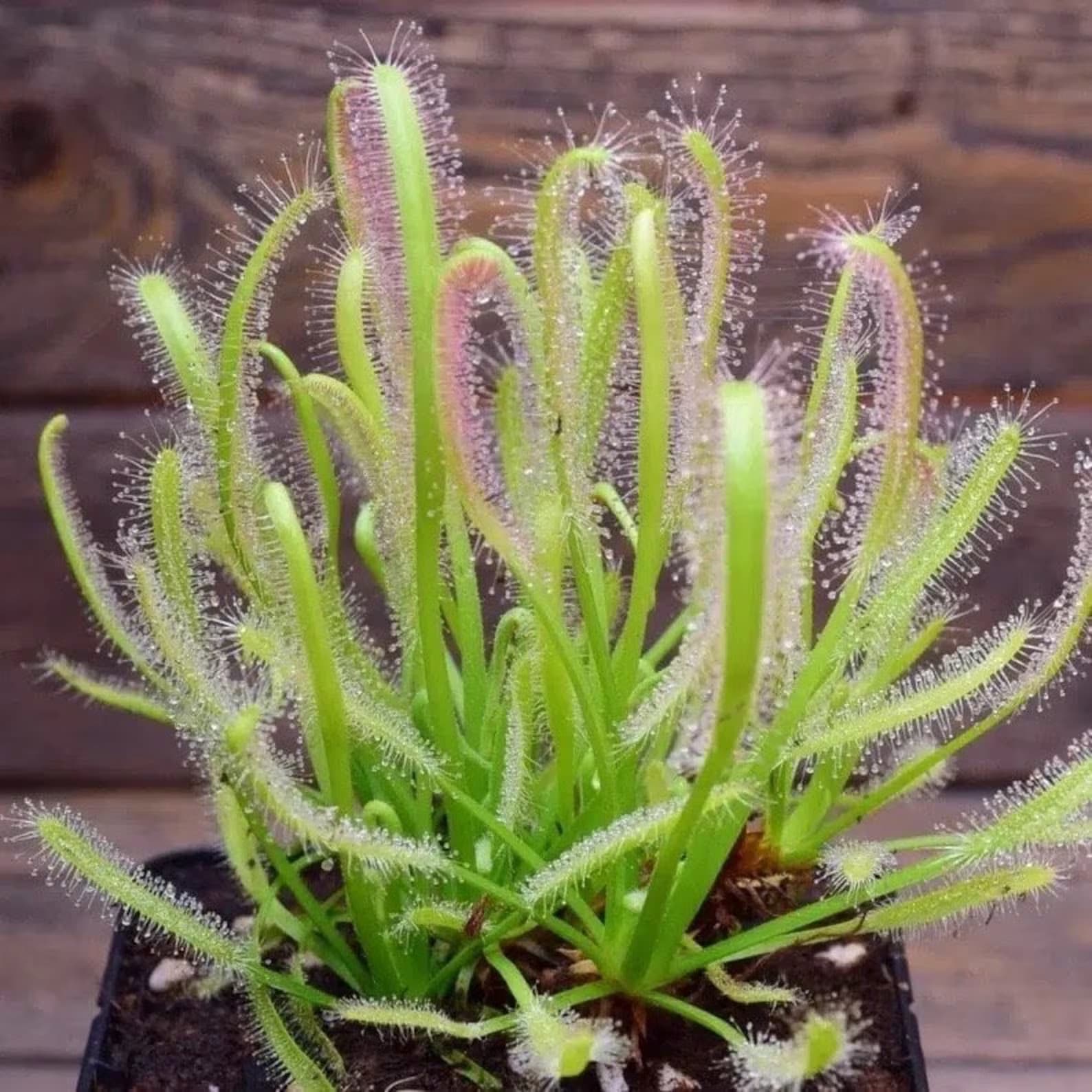 DROSERA CAPENSIS