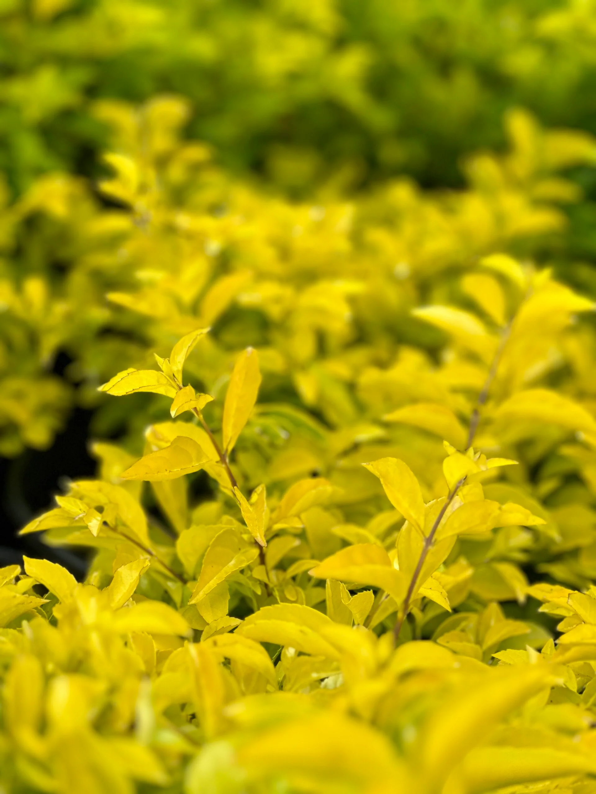 DURANTA GOLD MOUND