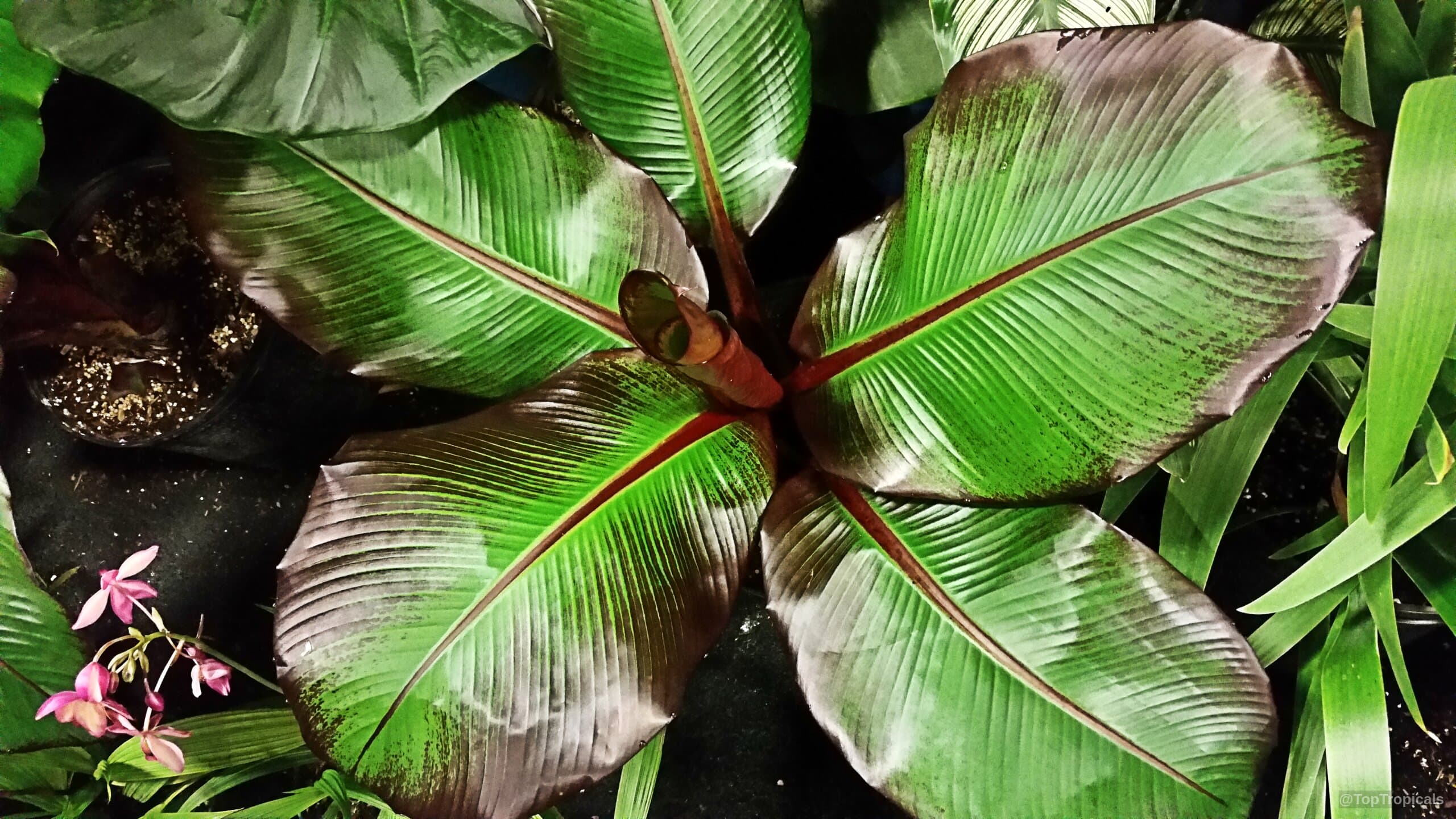 ENSETE