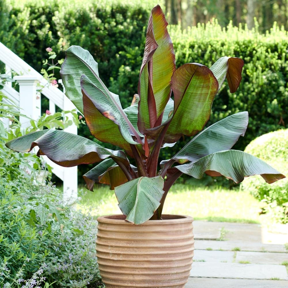 ENSETE