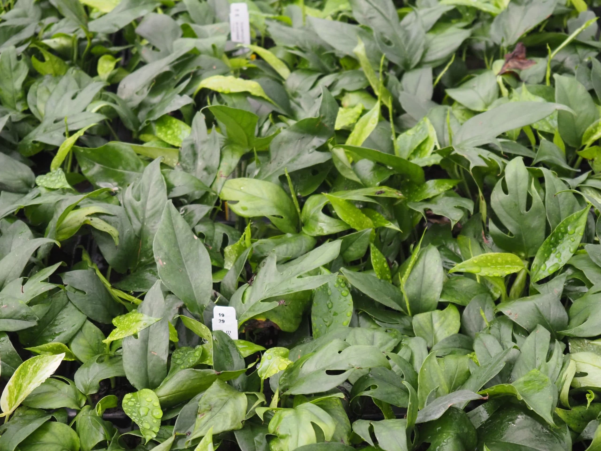 EPIPREMNUM