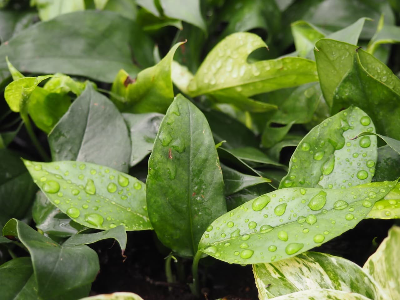 EPIPREMNUM