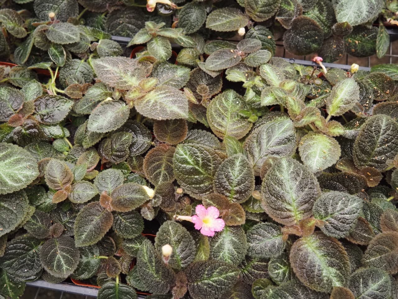 EPISCIA PINK PANTHER