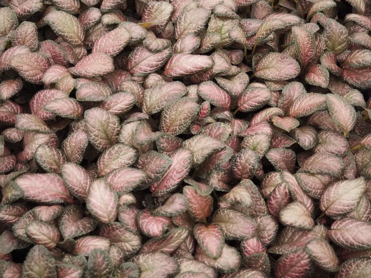 EPISCIA PURPLE RAIN