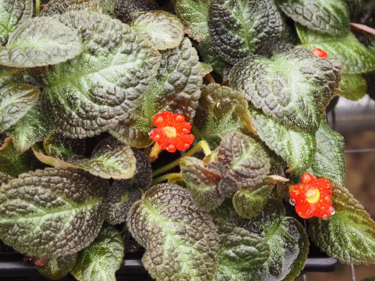 EPISCIA SILVER SCREEN