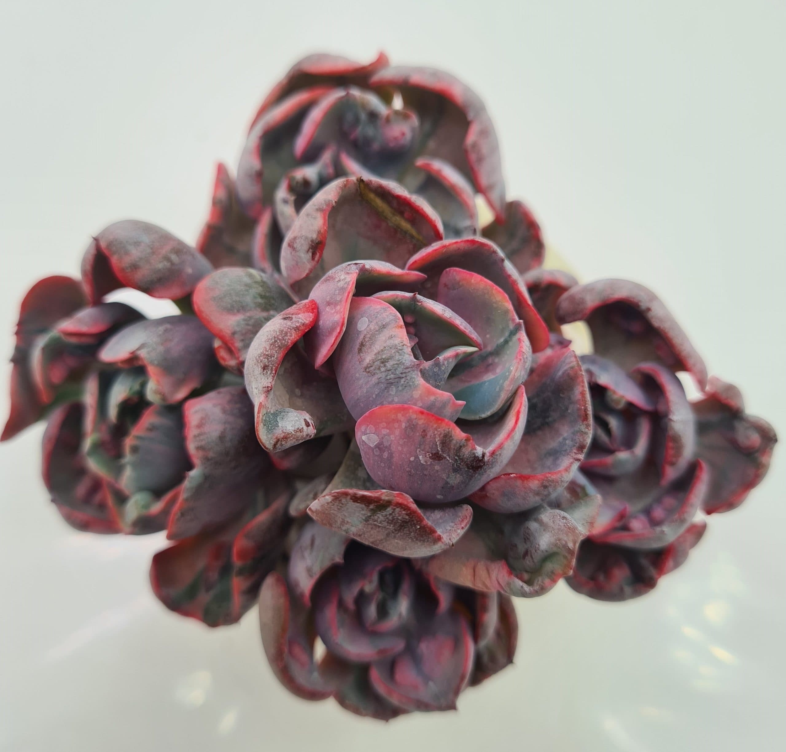 ECHEVERIA HYBRID BEYONCE