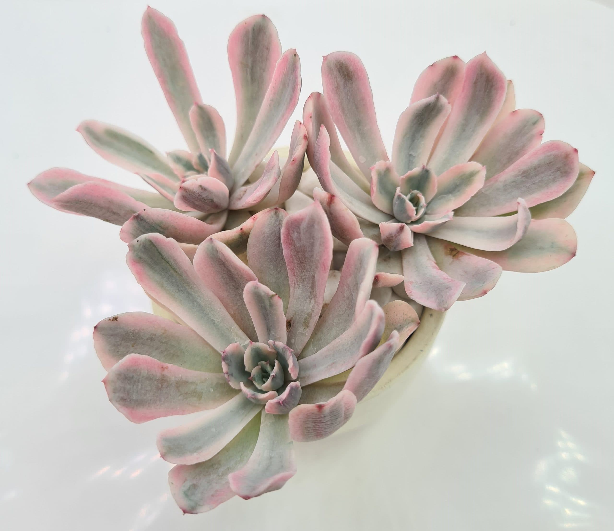 ECHEVERIA HYBRID HOVEYI