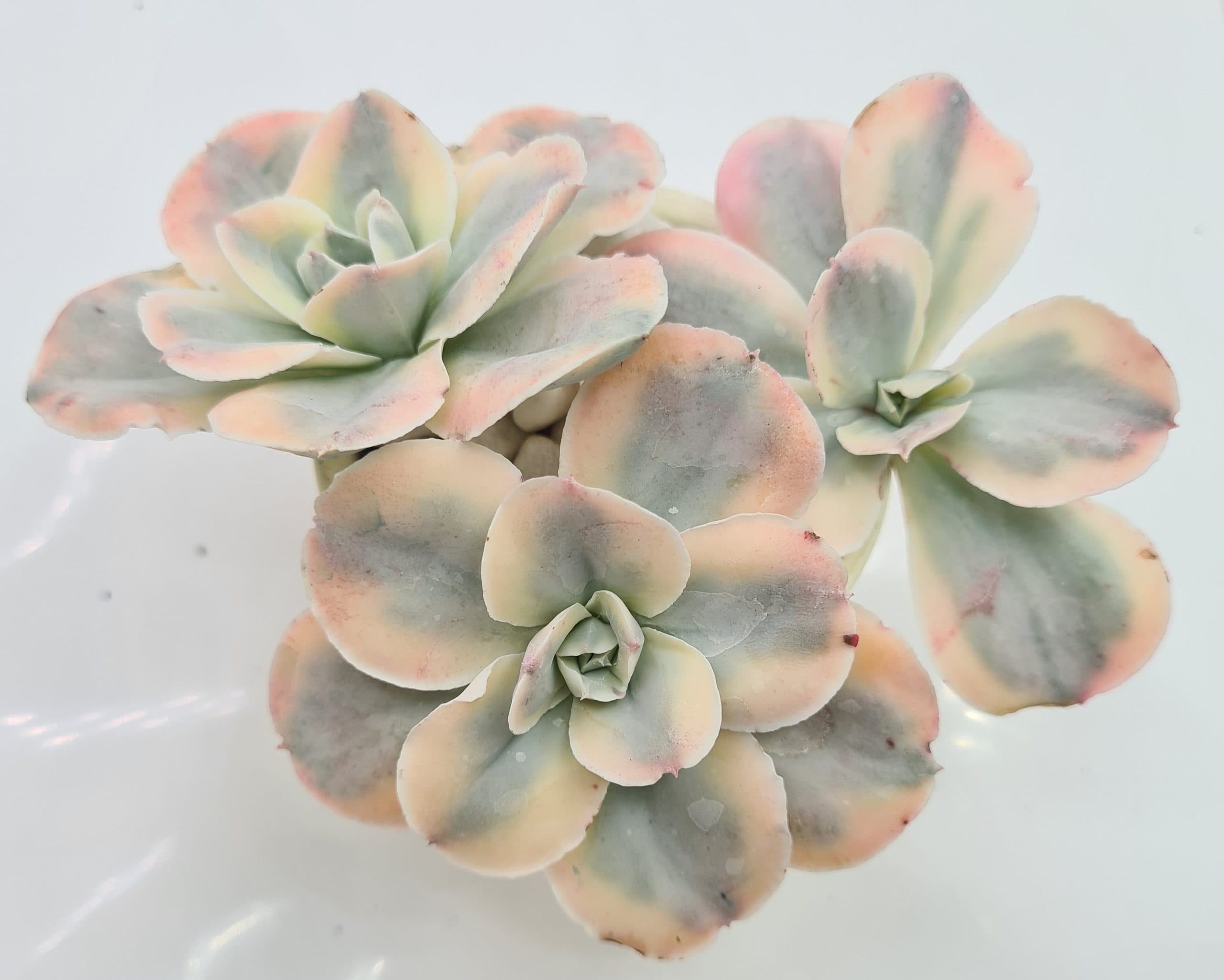 ECHEVERIA HYBRID MOON RIVER