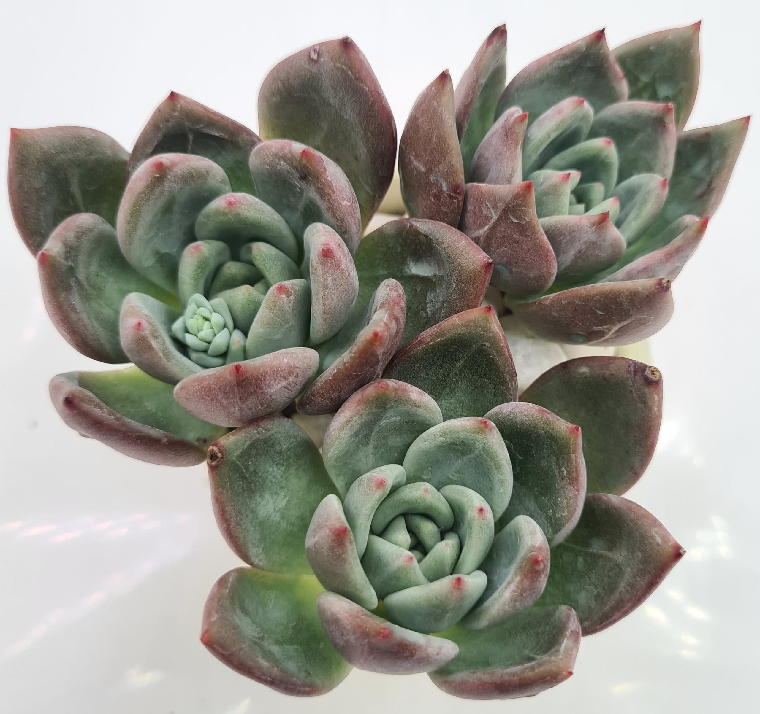 ECHEVERIA HYBRID PINK CHAMPAGNE
