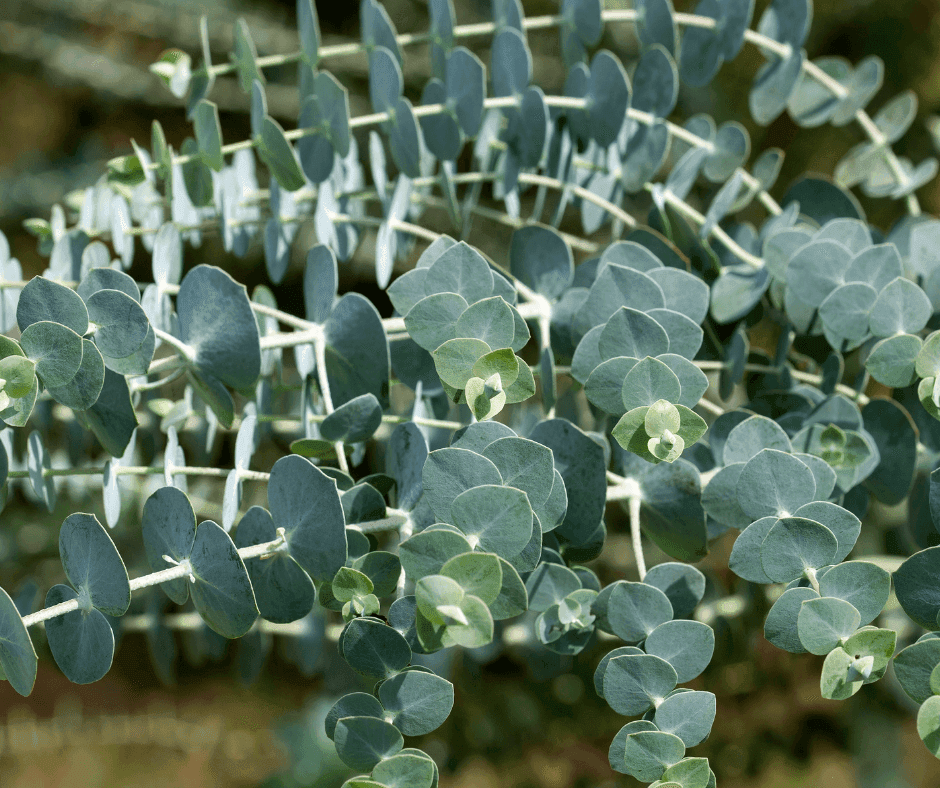 EUCALYPTUS