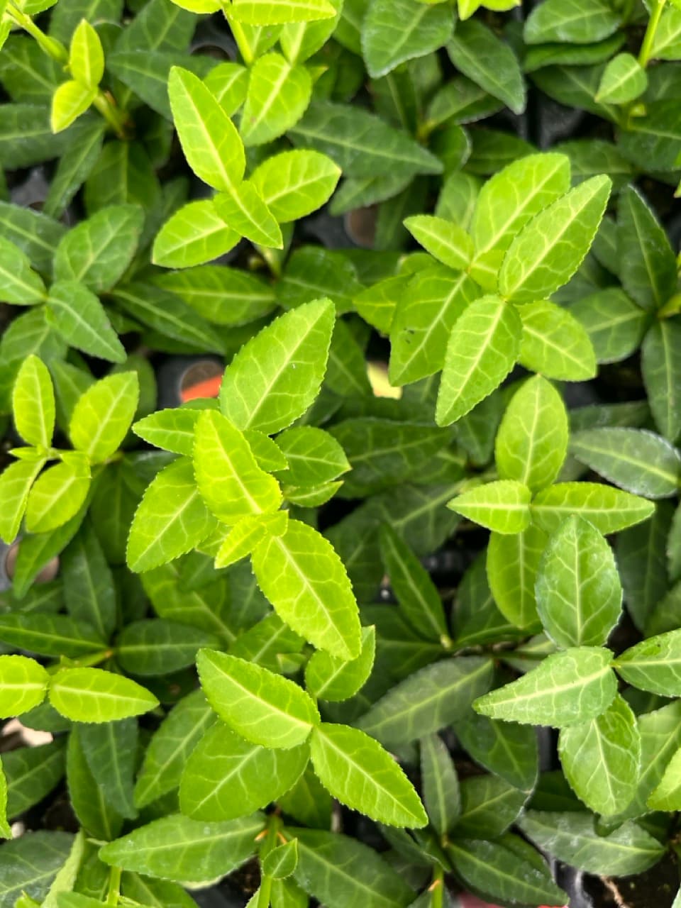 EUONYMUS PURPLE 'WINTER CREEPER'