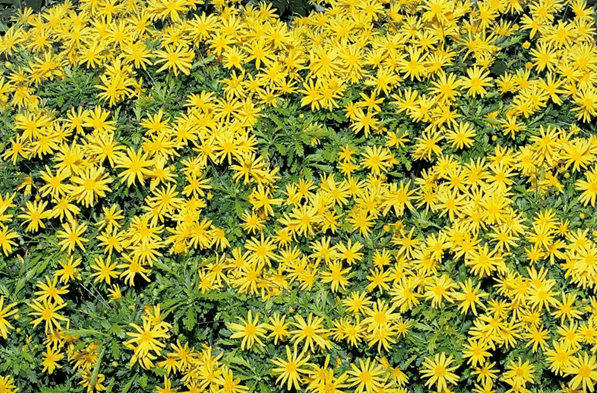 EURYOPS BUSH DAISY YELLOW