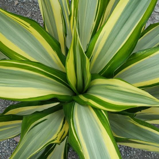 FURCRAEA