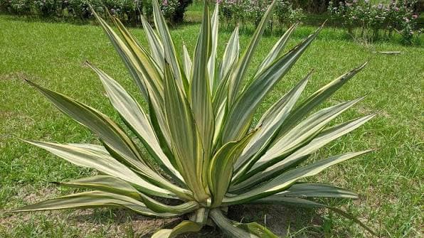 FURCRAEA