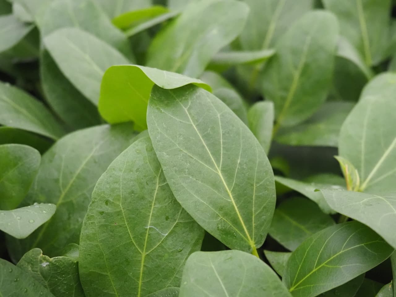 FICUS BENGHALENSIS 'AUDREY'