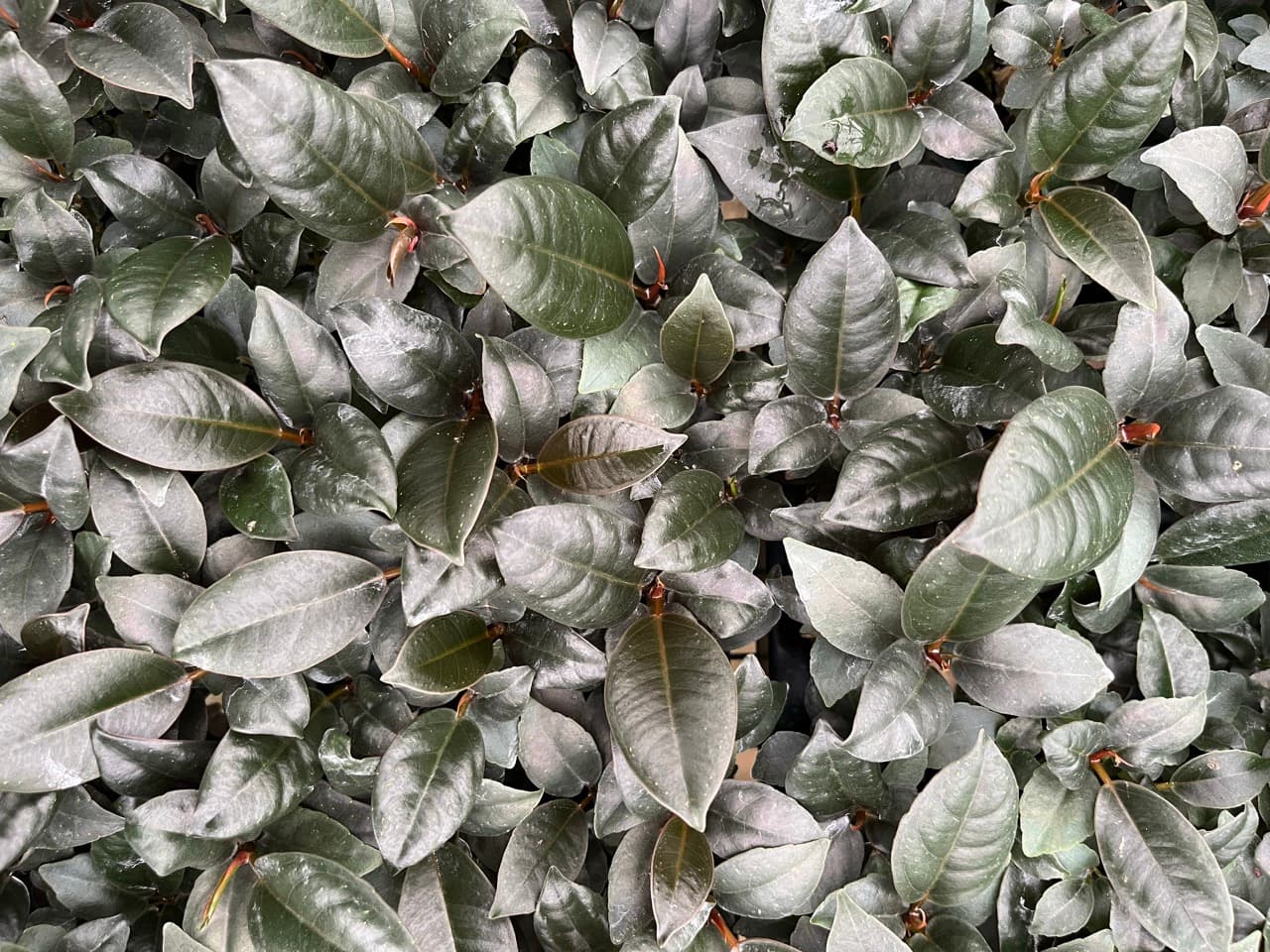 FICUS BURGUNDY