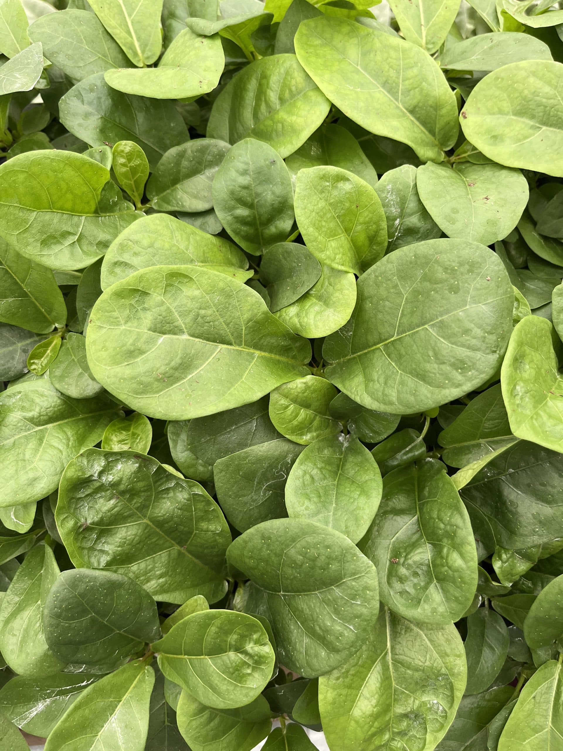 FICUS LYRATA