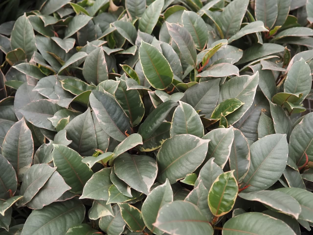 FICUS RUBY