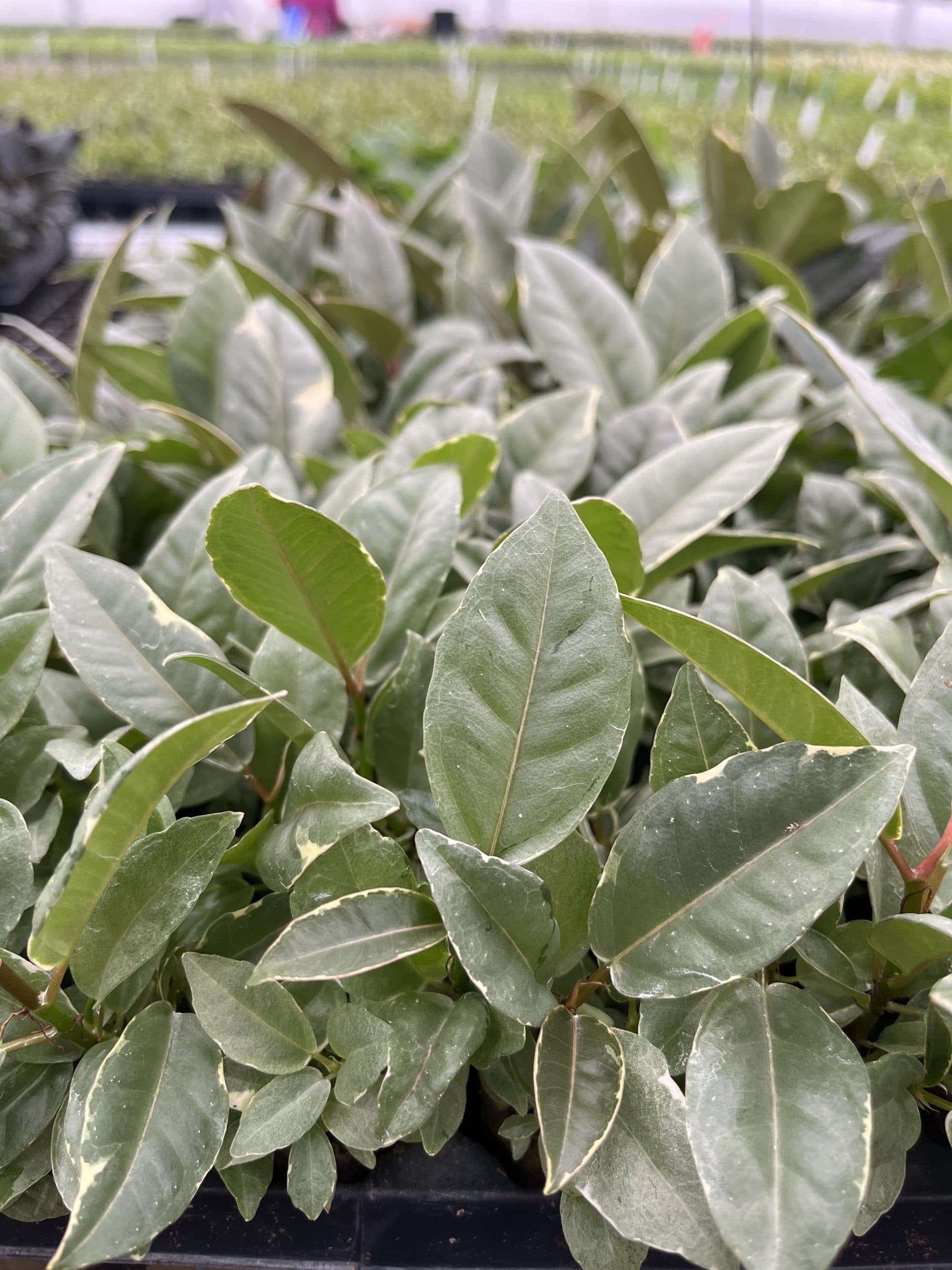 FICUS TINEKE