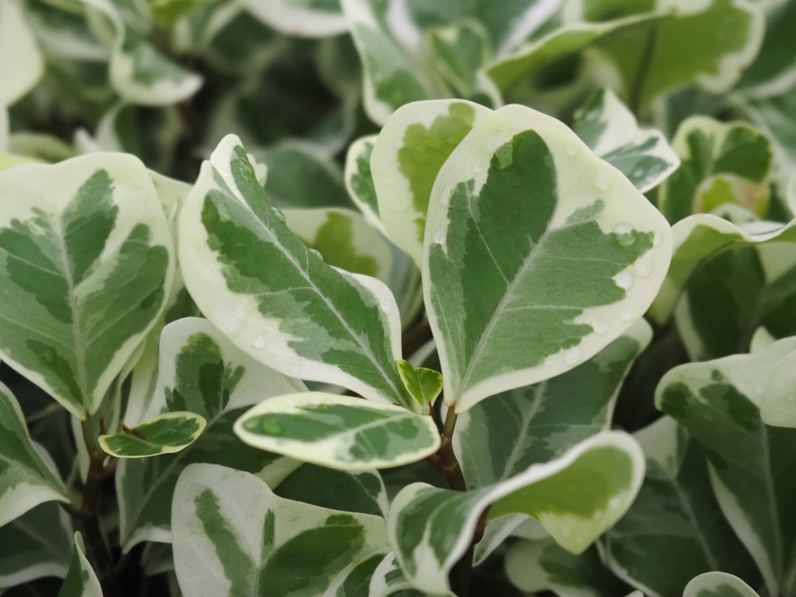 FICUS TRIANGULARIS VARIEGATA