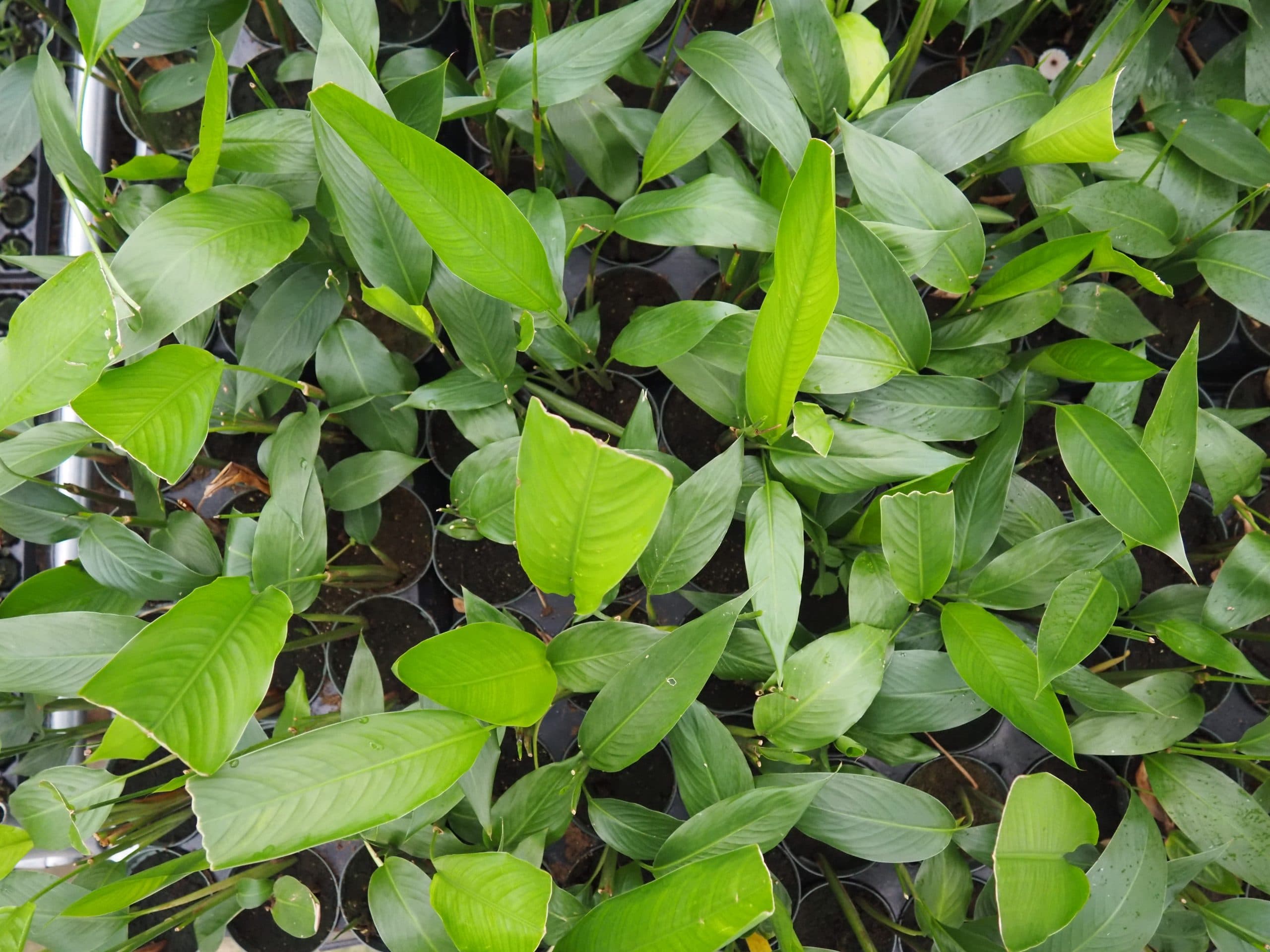 HELICONIA CHOCONIANA