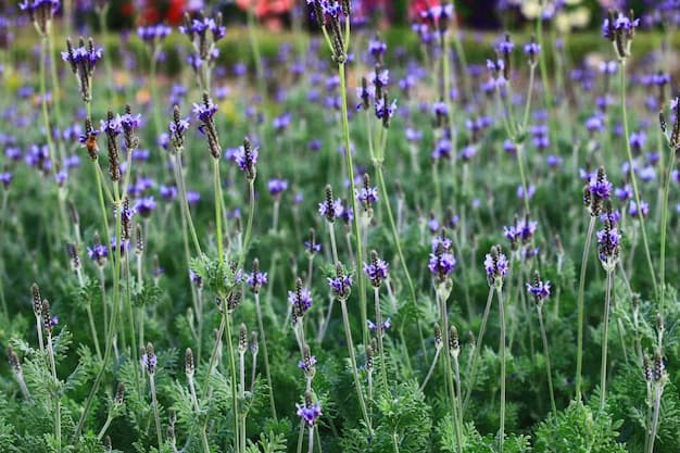 LAVANDULA PINNATA
