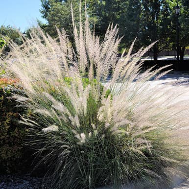 MUHLENBERGIA WHITE CLOUD MUHLY GRASS