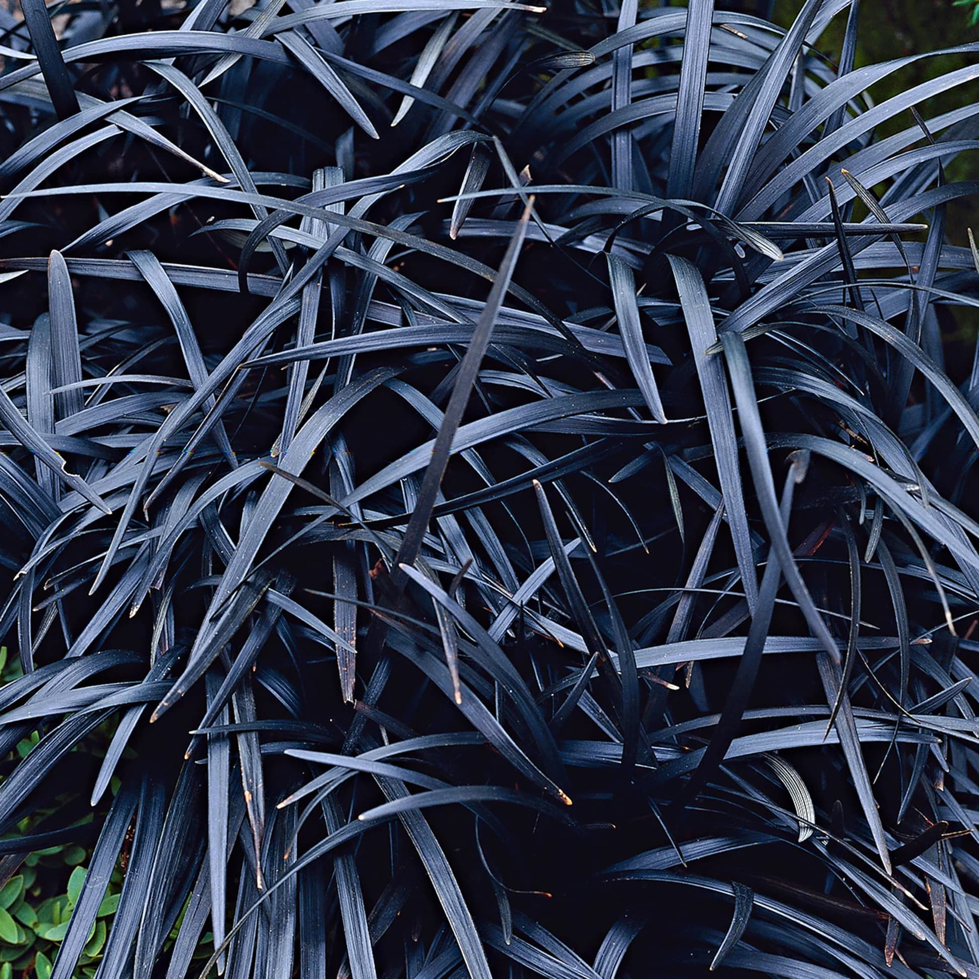 OPHIOPOGON PLANISCAPUS NIGRESCENS