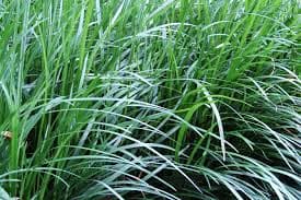 OPHIOPOGON MONDO GRASS