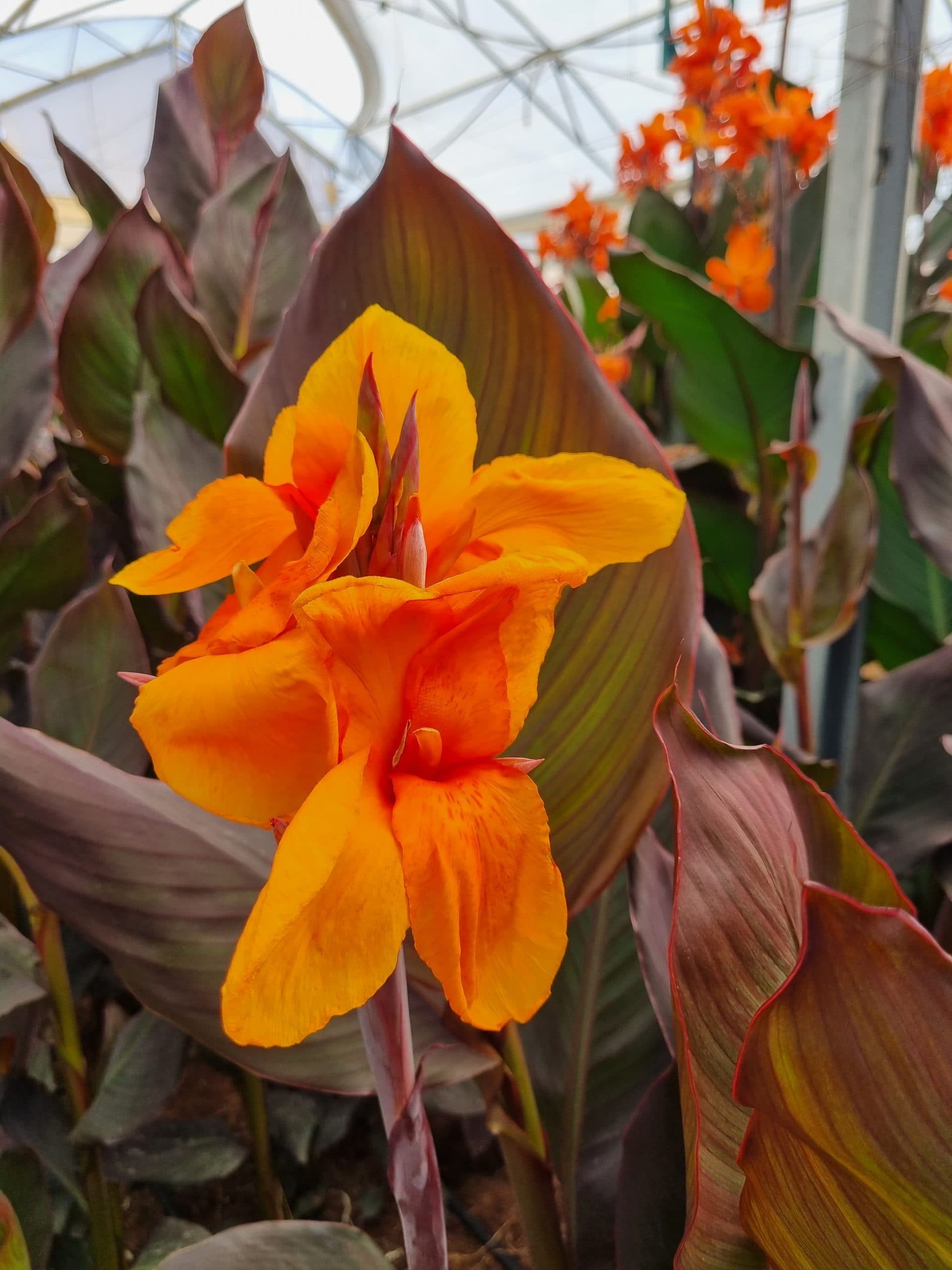 CANNA ELITE™ ORANGE CHOCOLATE PP22423