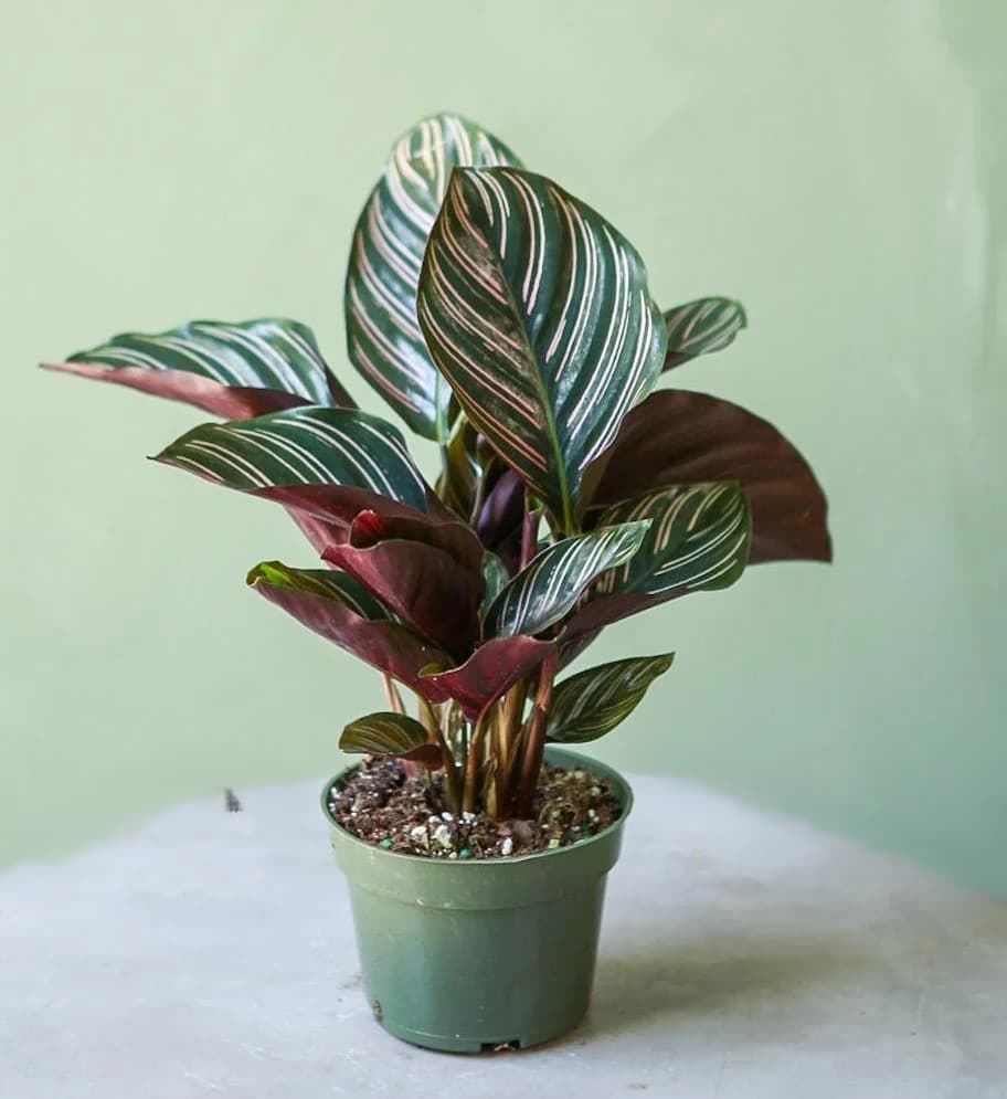 CALATHEA ORNATA SANDERIANA