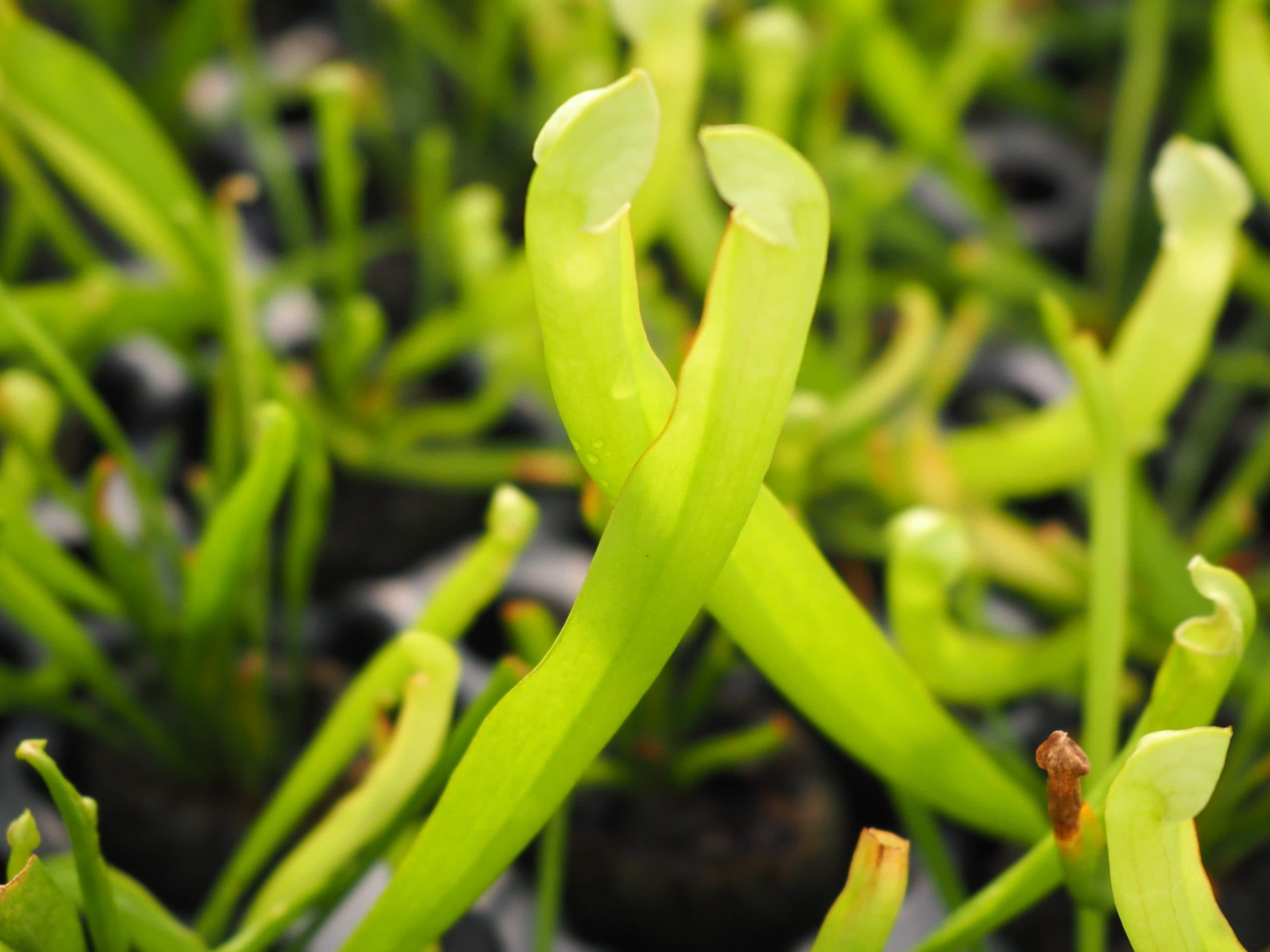 SARRACENIA VELVET