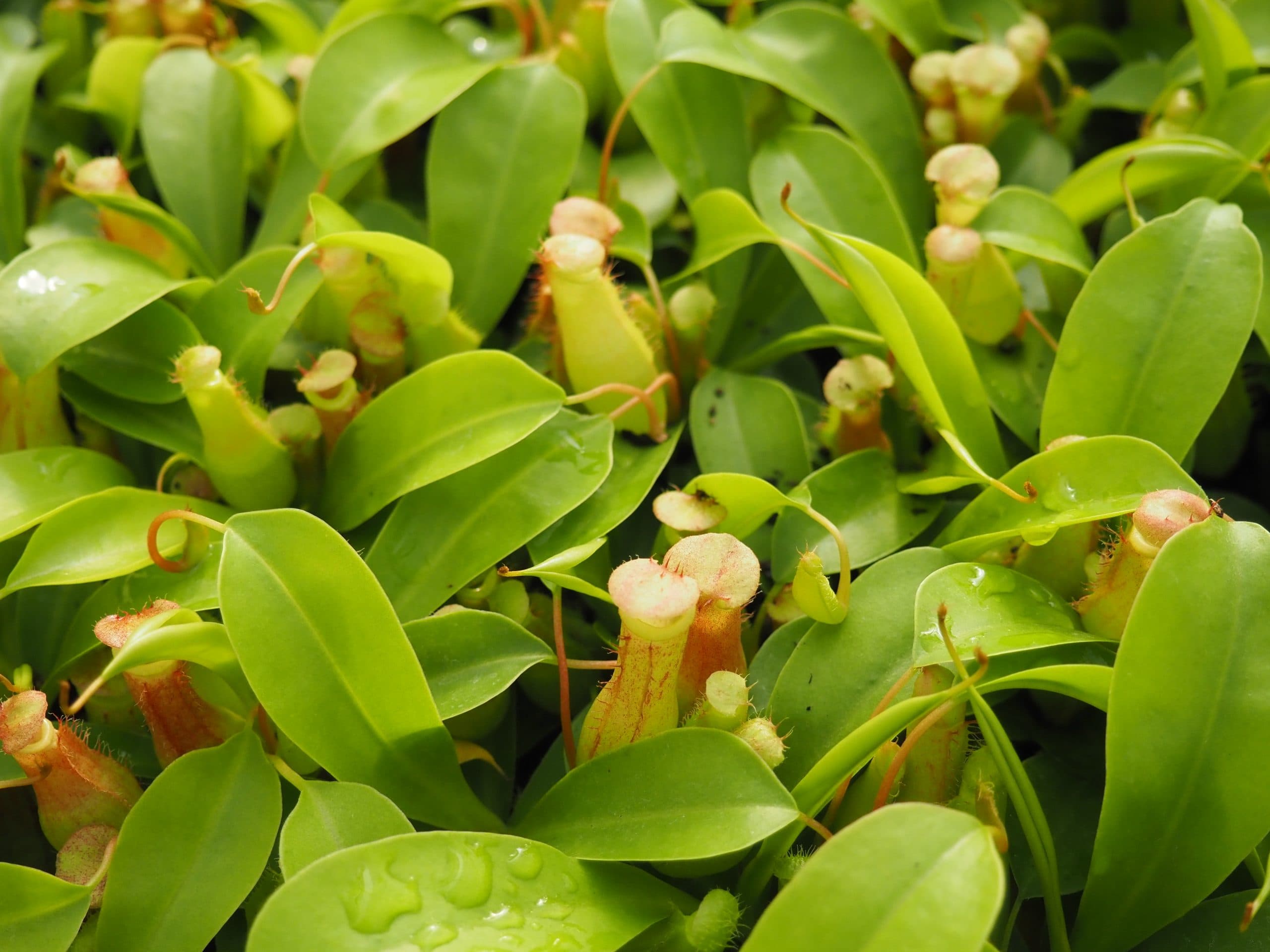 NEPENTHES ALATA