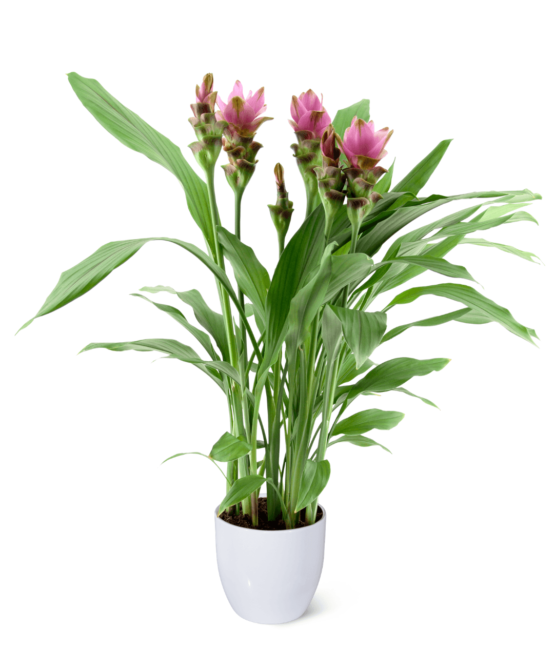 CURCUMA SIAM™ PINK SHADOW PPAF