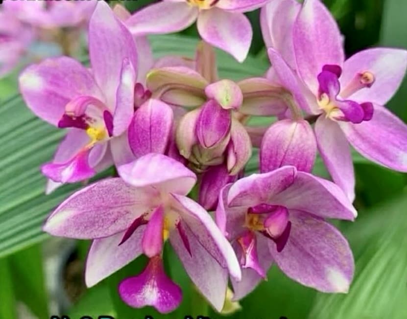 SPATHOGLOTTIS SWEET PURPLE