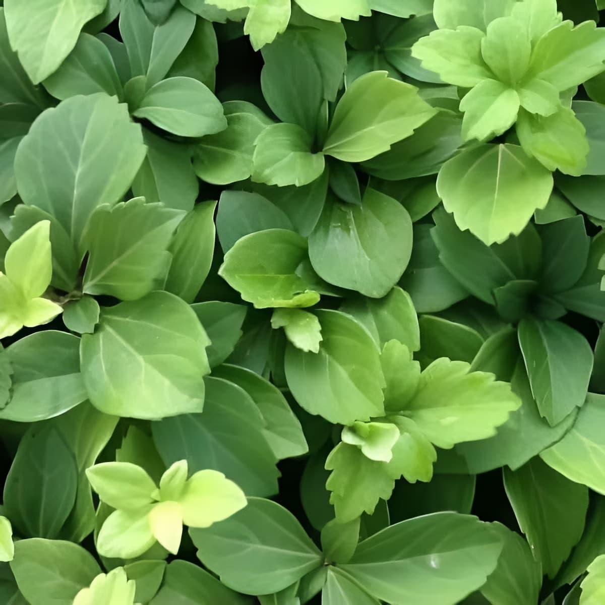 PACHYSANDRA TERMINALIS
