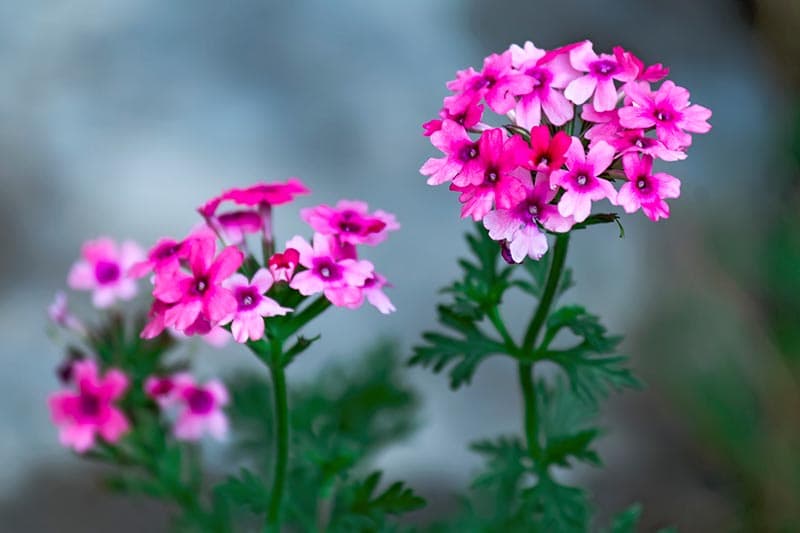 VERBENA