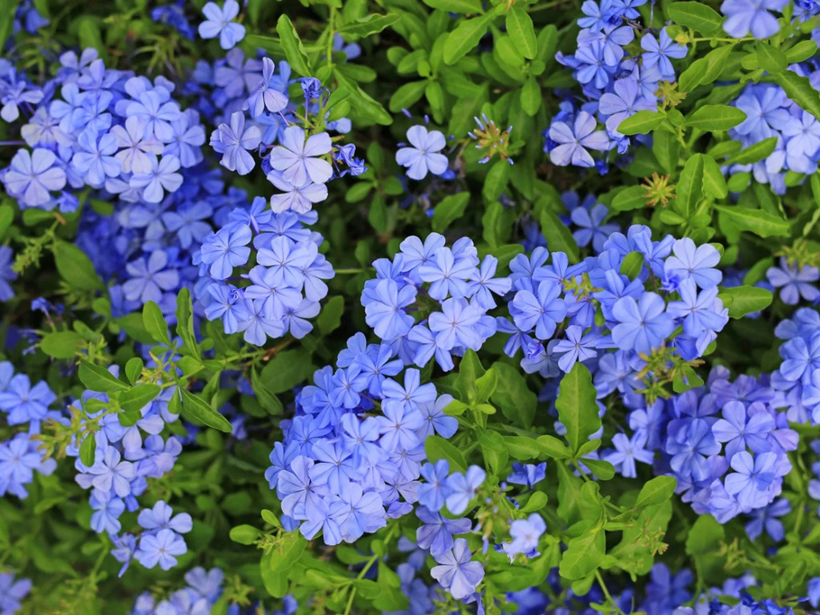 PLUMBAGO IMPERIAL BLUE