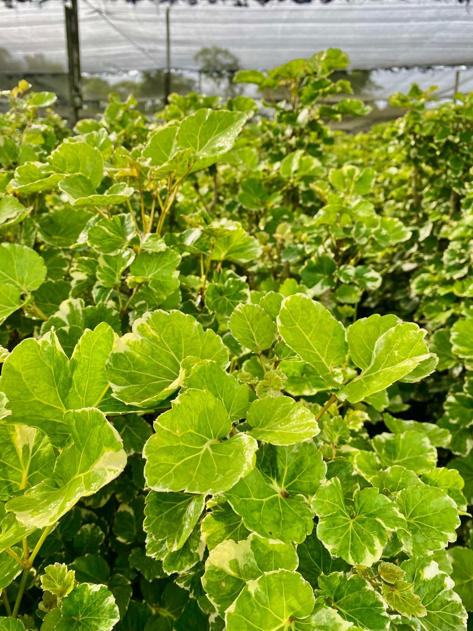 ARALIA POLYSCIAS BALF BALFOURIANA