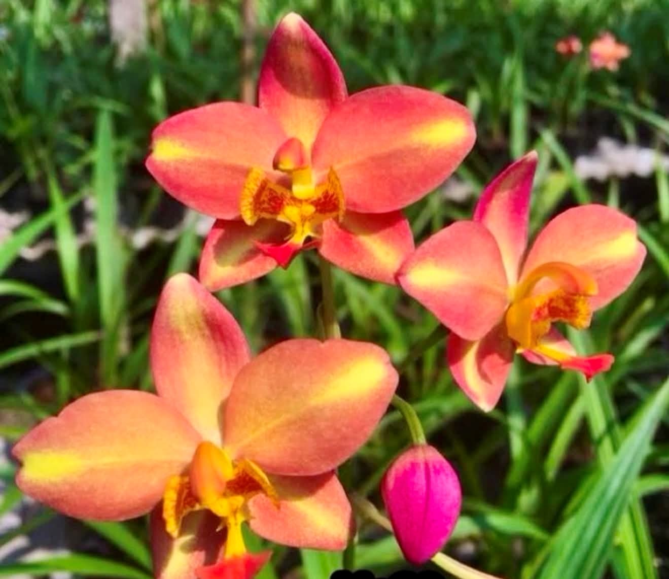 SPATHOGLOTTIS SUNSHINE