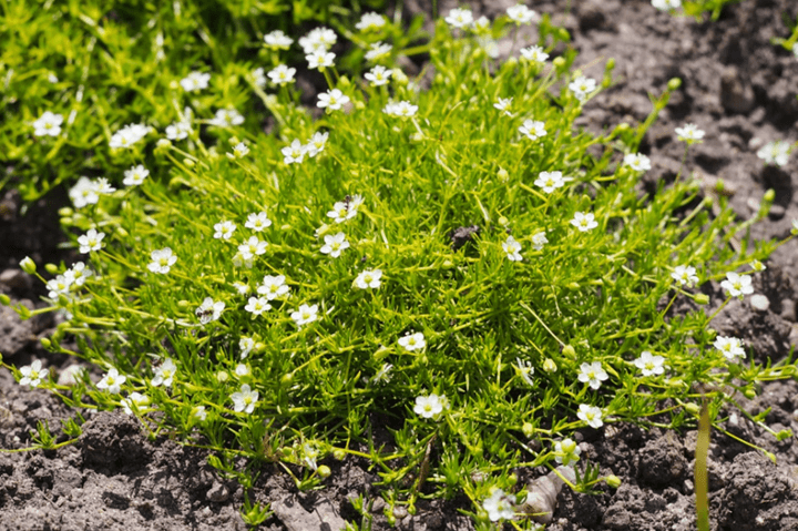 SAGINA SUBULATA LIME MOSS