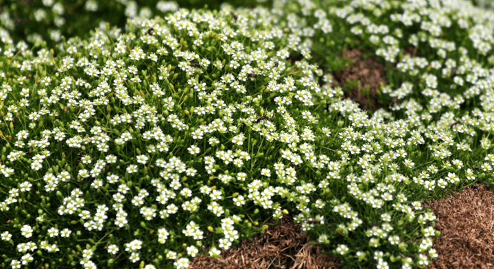 SAGINA SUBULATA GREEN MOSS