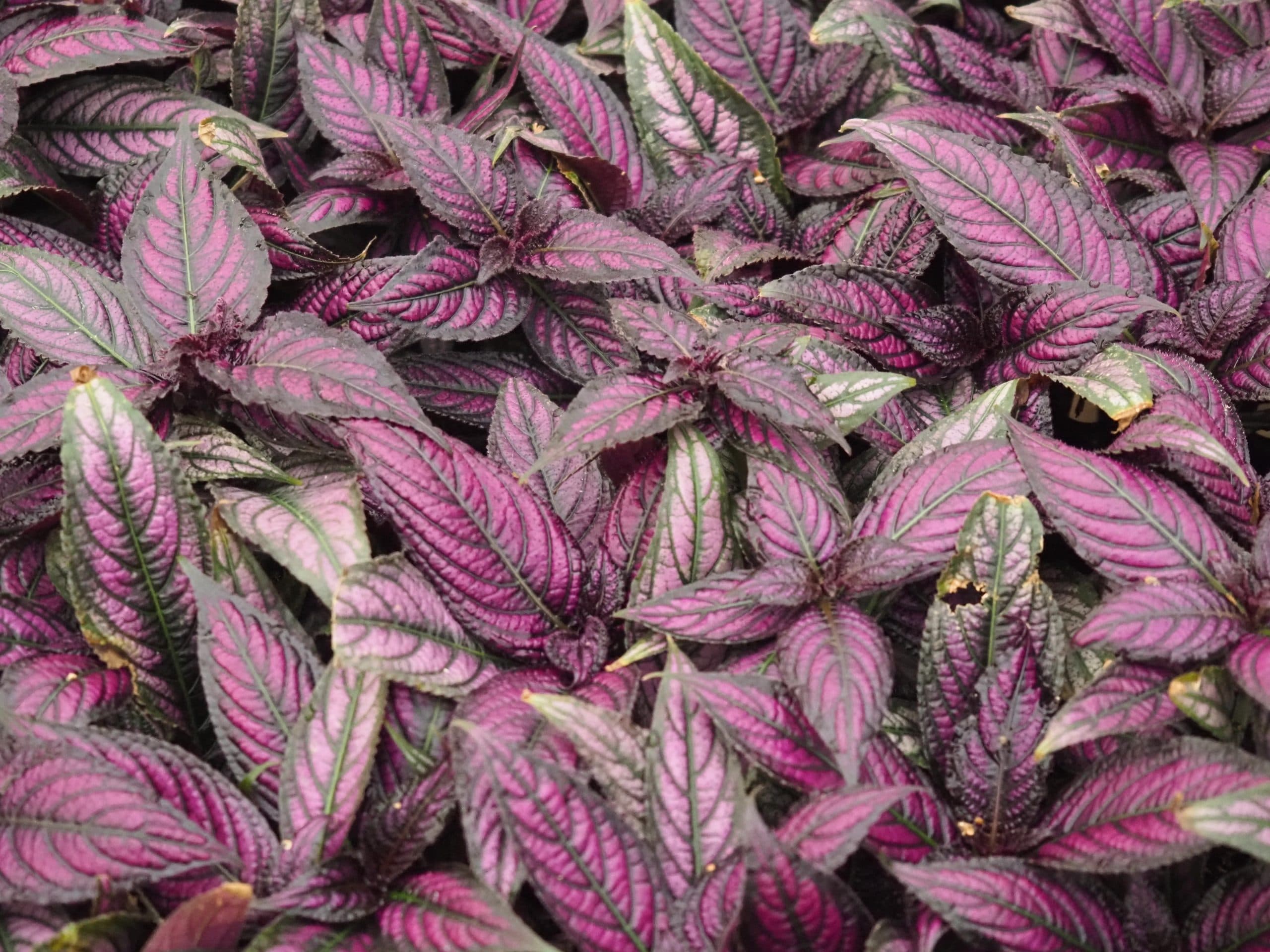 STROBILANTHES DYERIANUS PERSIAN SHIELD
