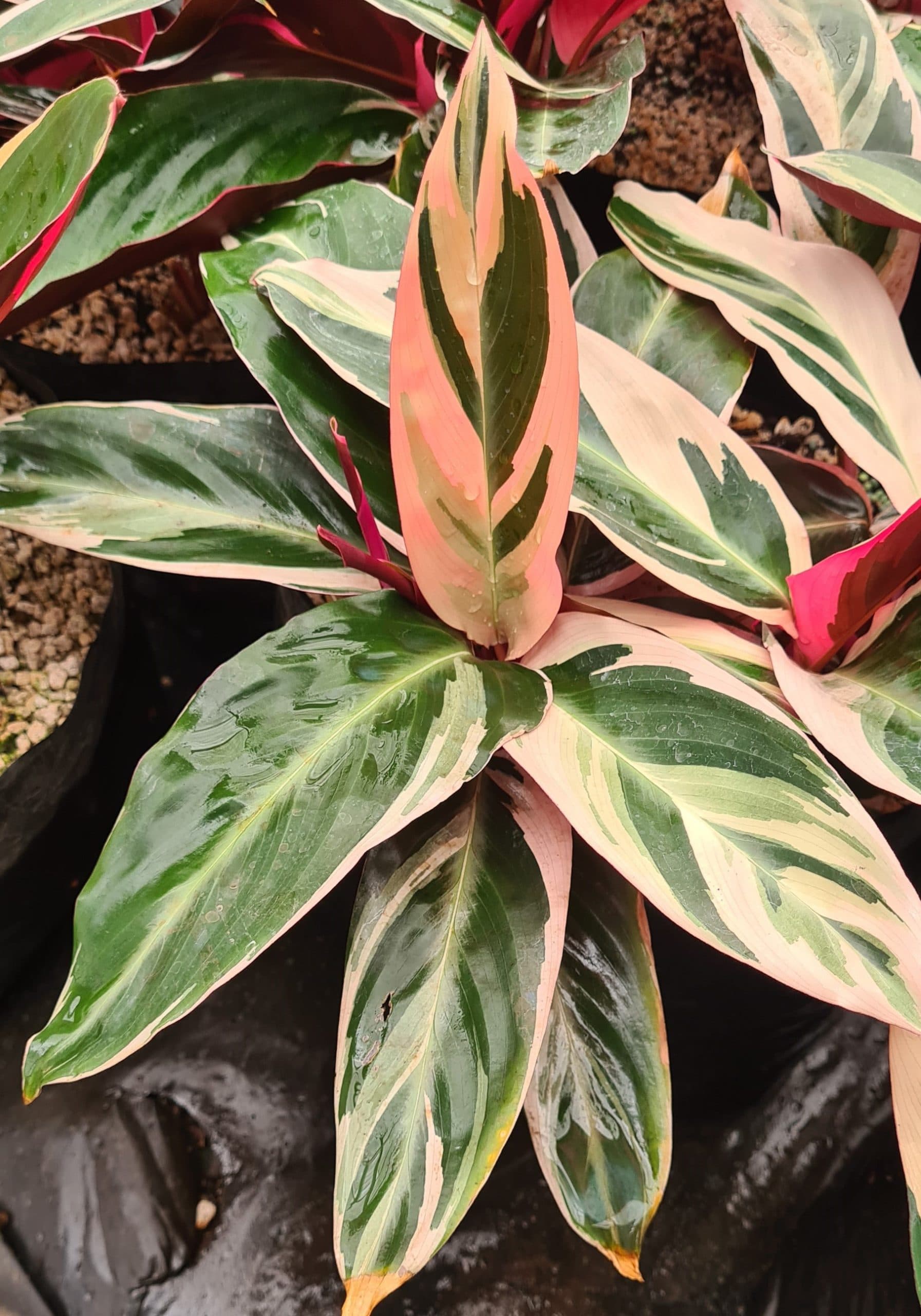 STROMANTHE "TRIOSTAR"